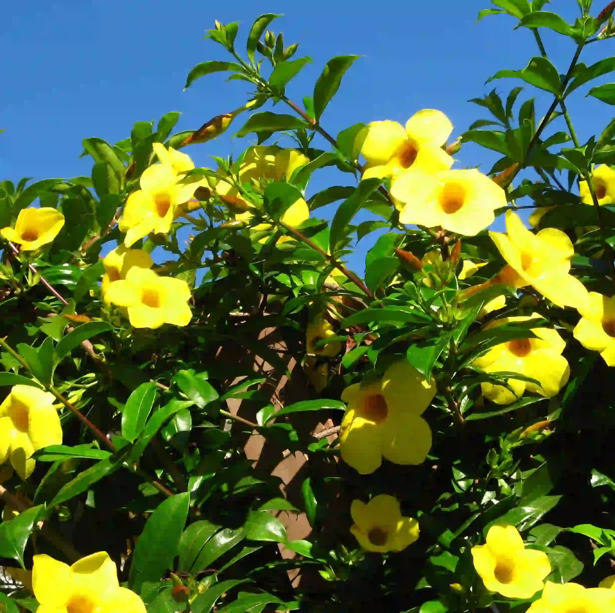 Allamanda Plant